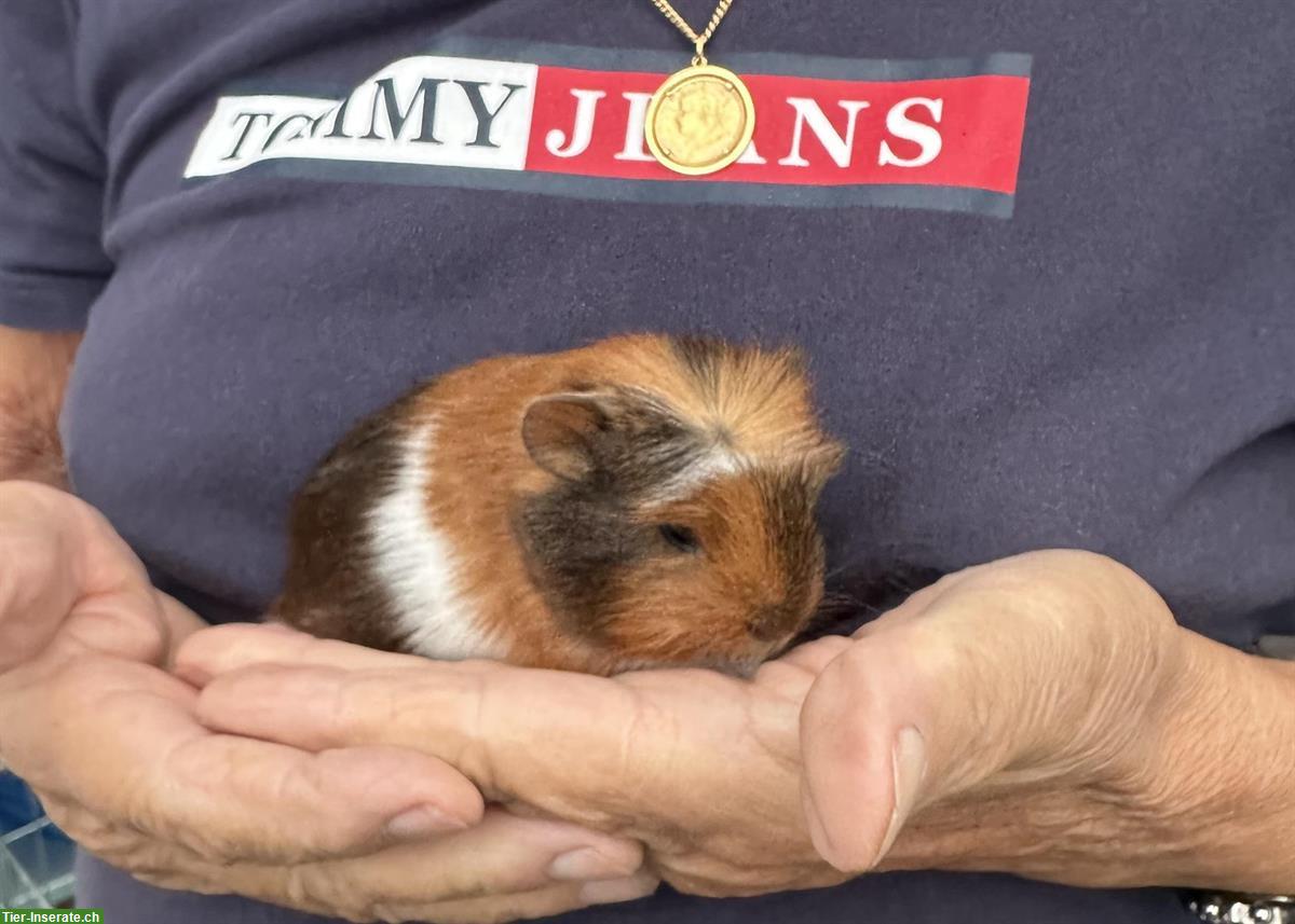 Bild 3: Meerschweinchen Babys, Böckli + Weibchen