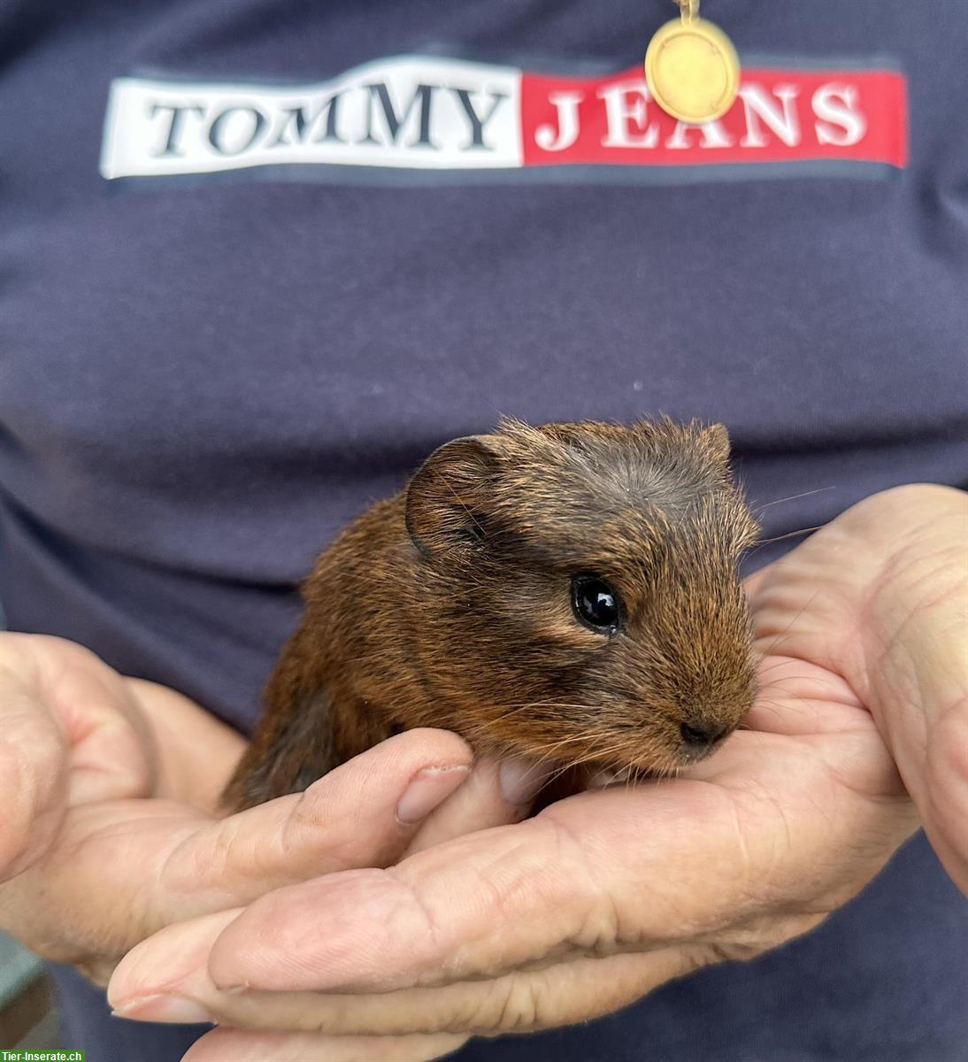 Bild 4: Meerschweinchen Babys, Böckli + Weibchen