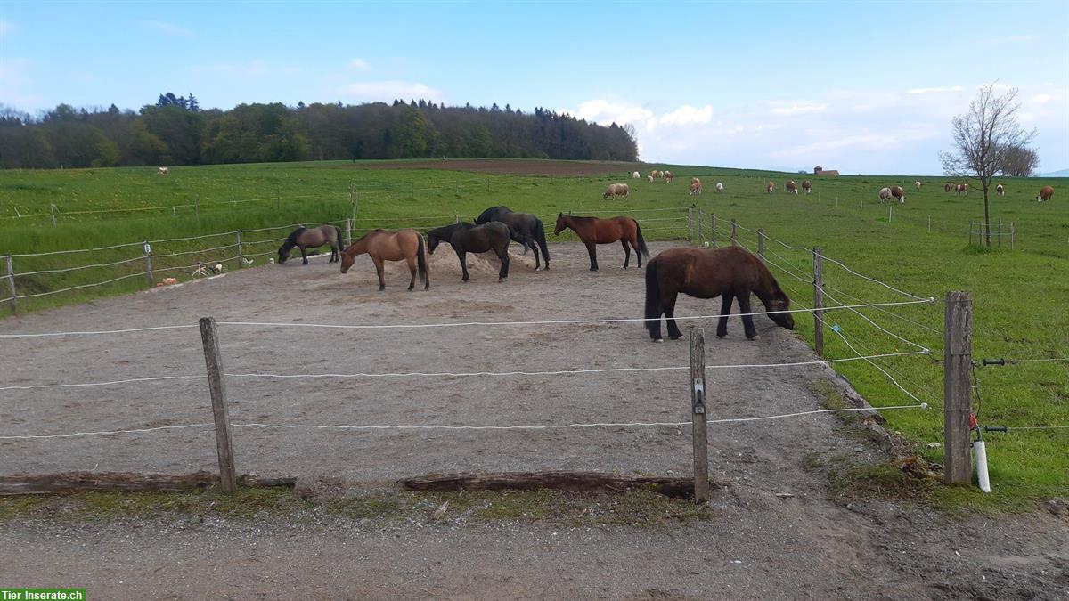 Freie Auslaufboxen in 5453 Remetschwil, Aargau