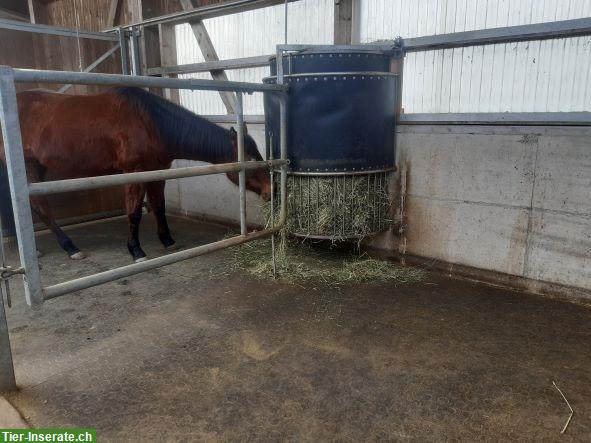 Bild 2: Freie Auslaufboxen in 5453 Remetschwil, Aargau