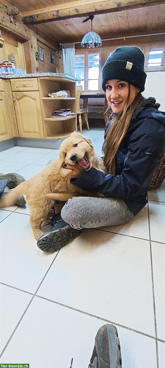 Golden Retriever Welpen (m/w) suchen neues Zuhause