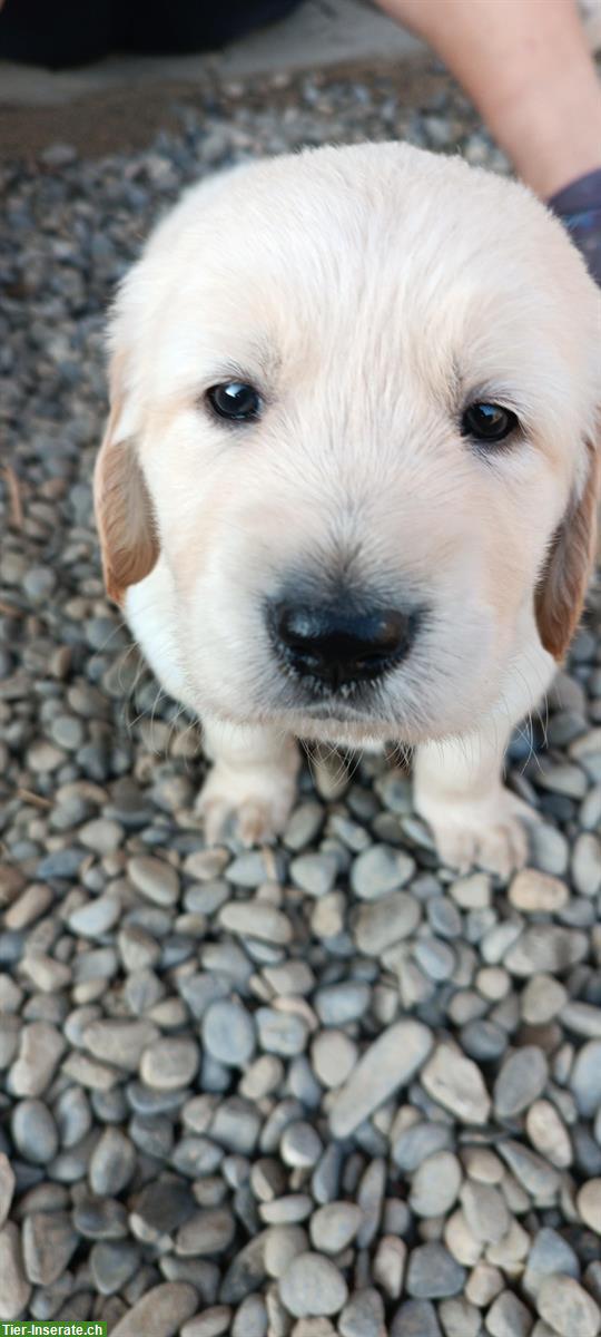 Bild 2: Golden Retriever Welpen (m/w) suchen neues Zuhause