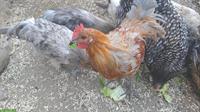 Blumenhuhn, Silverudds Blå und Mechelner Mix