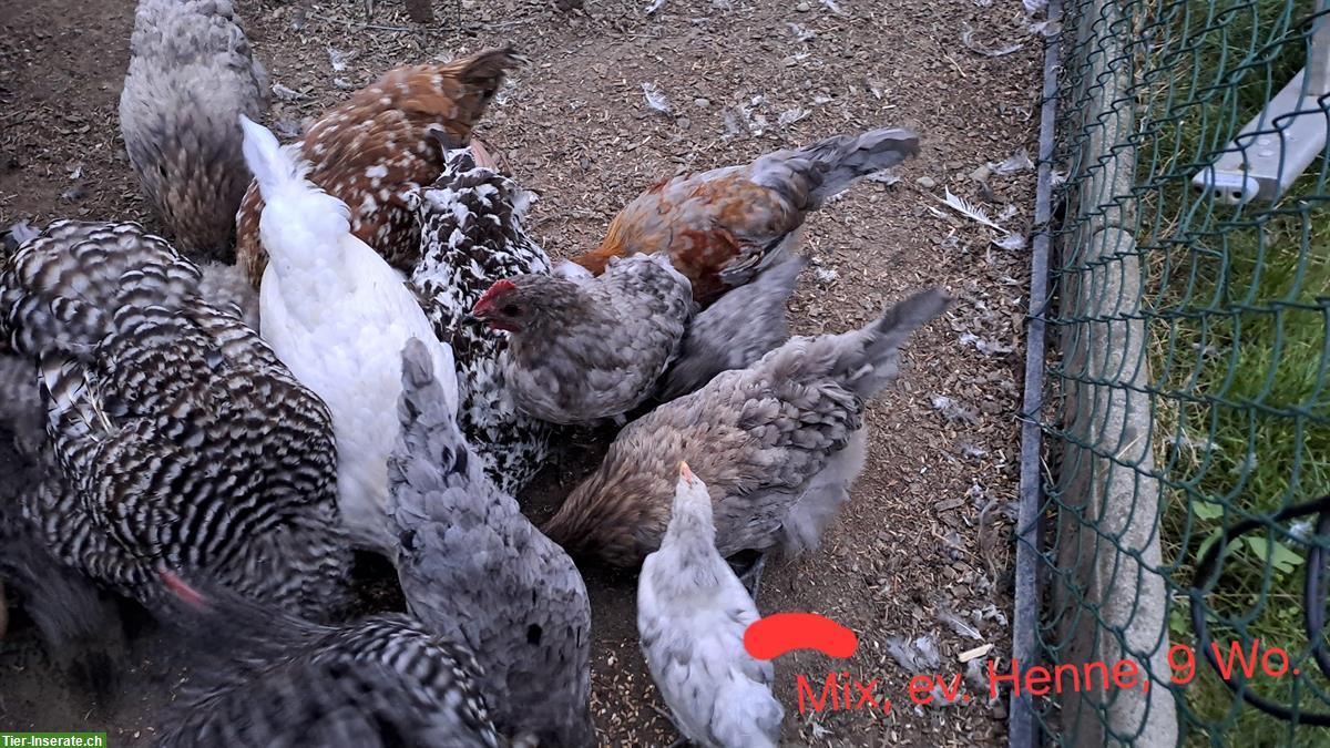 Bild 5: Blumenhuhn, Silverudds Blå und Mechelner Mix