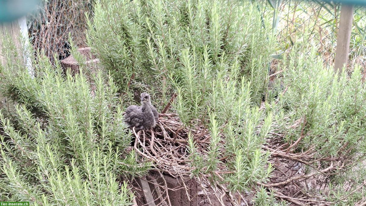 Bild 7: Blumenhuhn, Silverudds Blå und Mechelner Mix