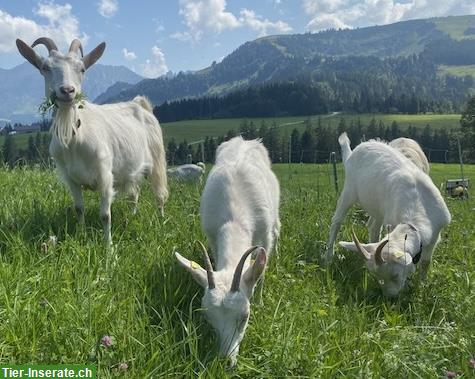 Bild 2: Weisse Toggenburger-Mischlingsziege an guten Platz abzugeben