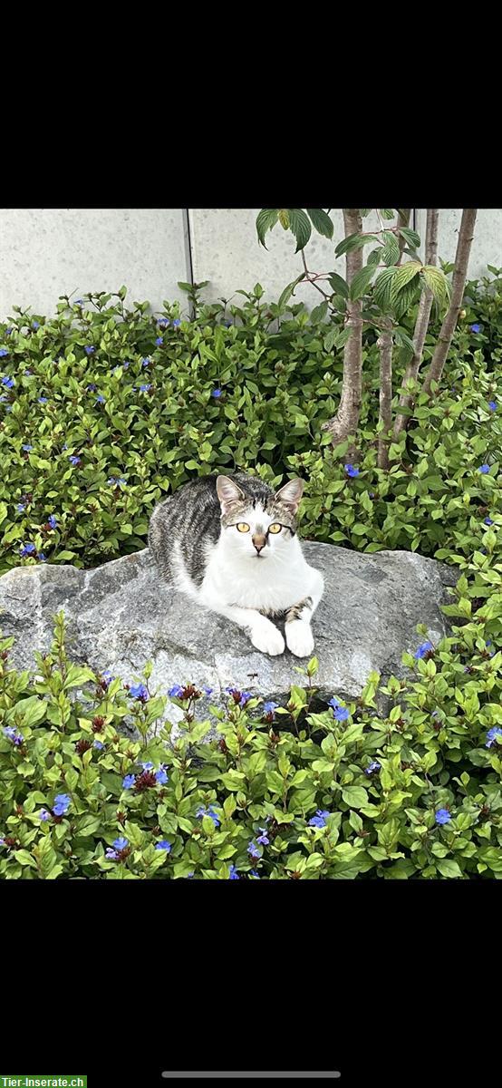 Bild 2: Katzen verschiedenen Alters suchen Zuhause mit Freigang