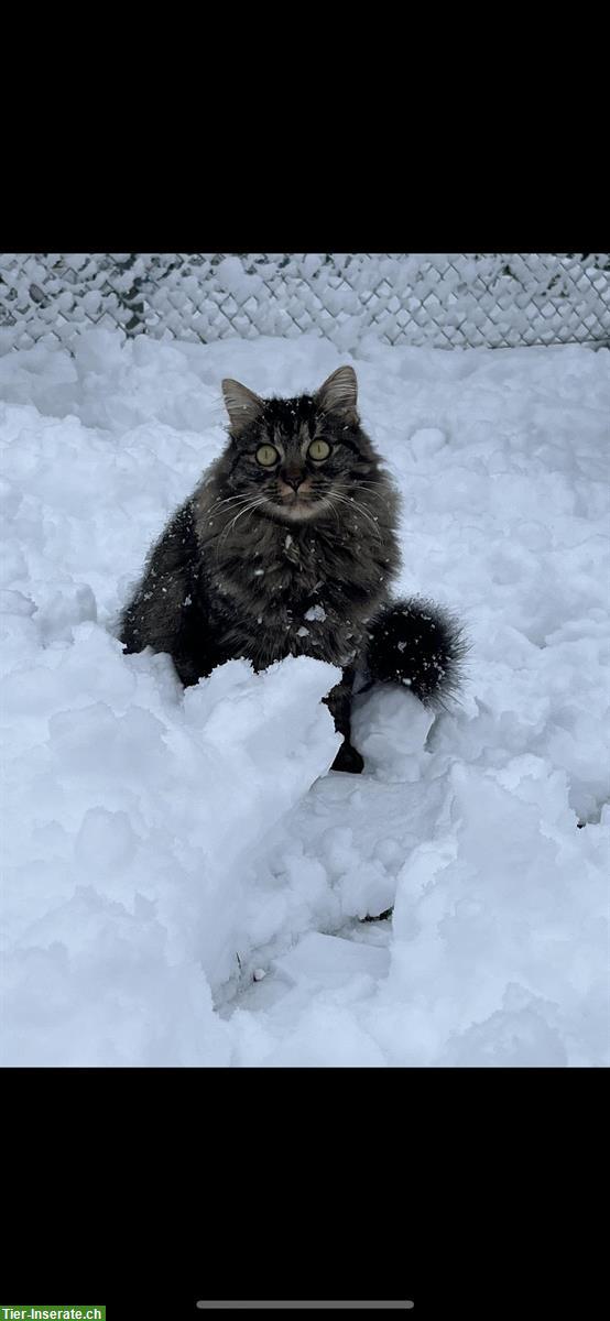 Bild 3: Katzen verschiedenen Alters suchen Zuhause mit Freigang