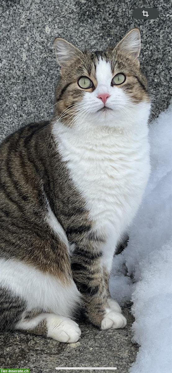 Bild 4: Katzen verschiedenen Alters suchen Zuhause mit Freigang