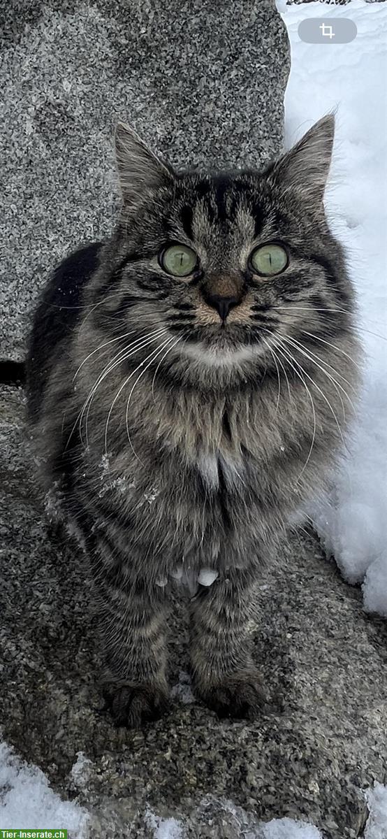 Bild 5: Katzen verschiedenen Alters suchen Zuhause mit Freigang