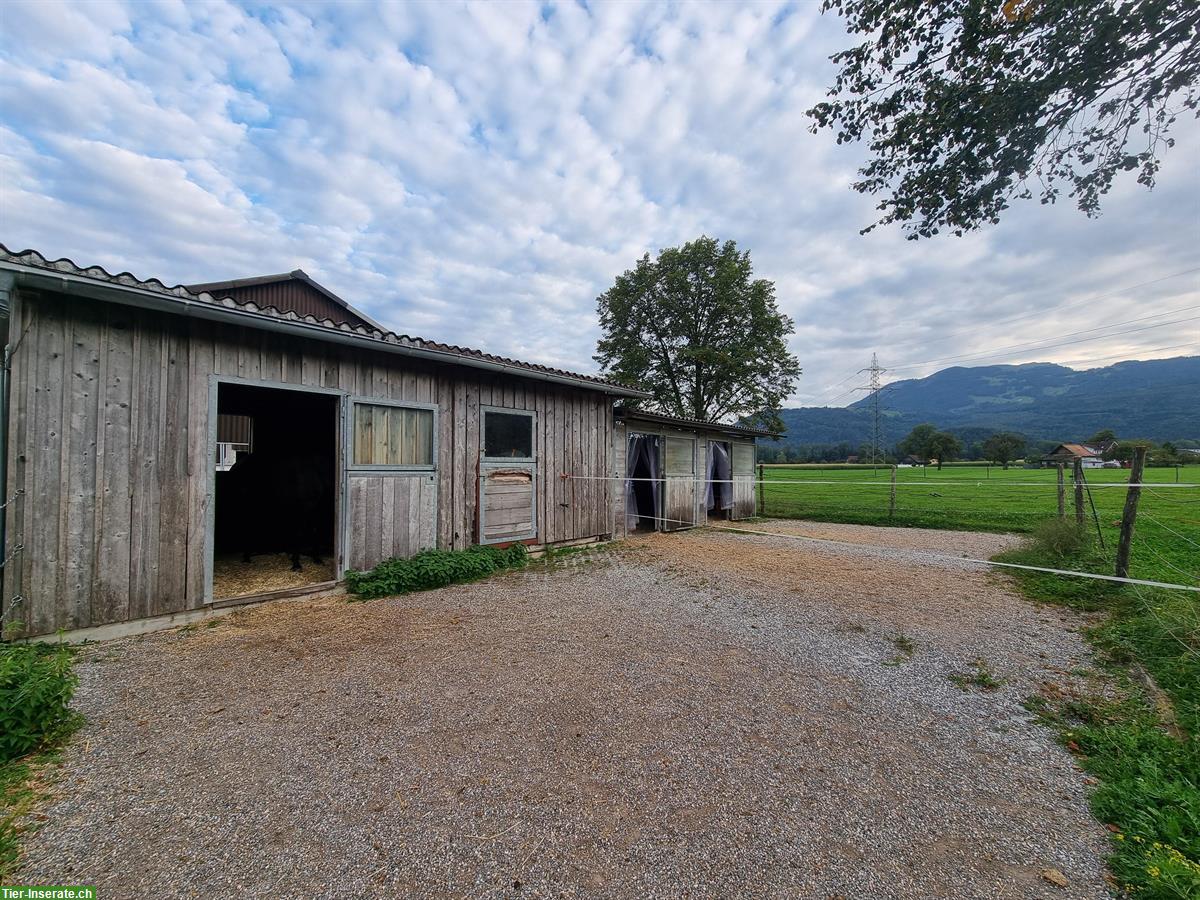 Bild 3: 2 Auslaufboxen frei in 9453 Eichberg, Rheintal SG