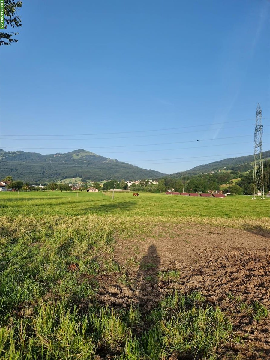 Bild 7: 2 Auslaufboxen frei in 9453 Eichberg, Rheintal SG