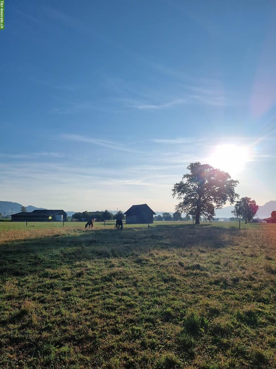 Bild 8: 2 Auslaufboxen frei in 9453 Eichberg, Rheintal SG