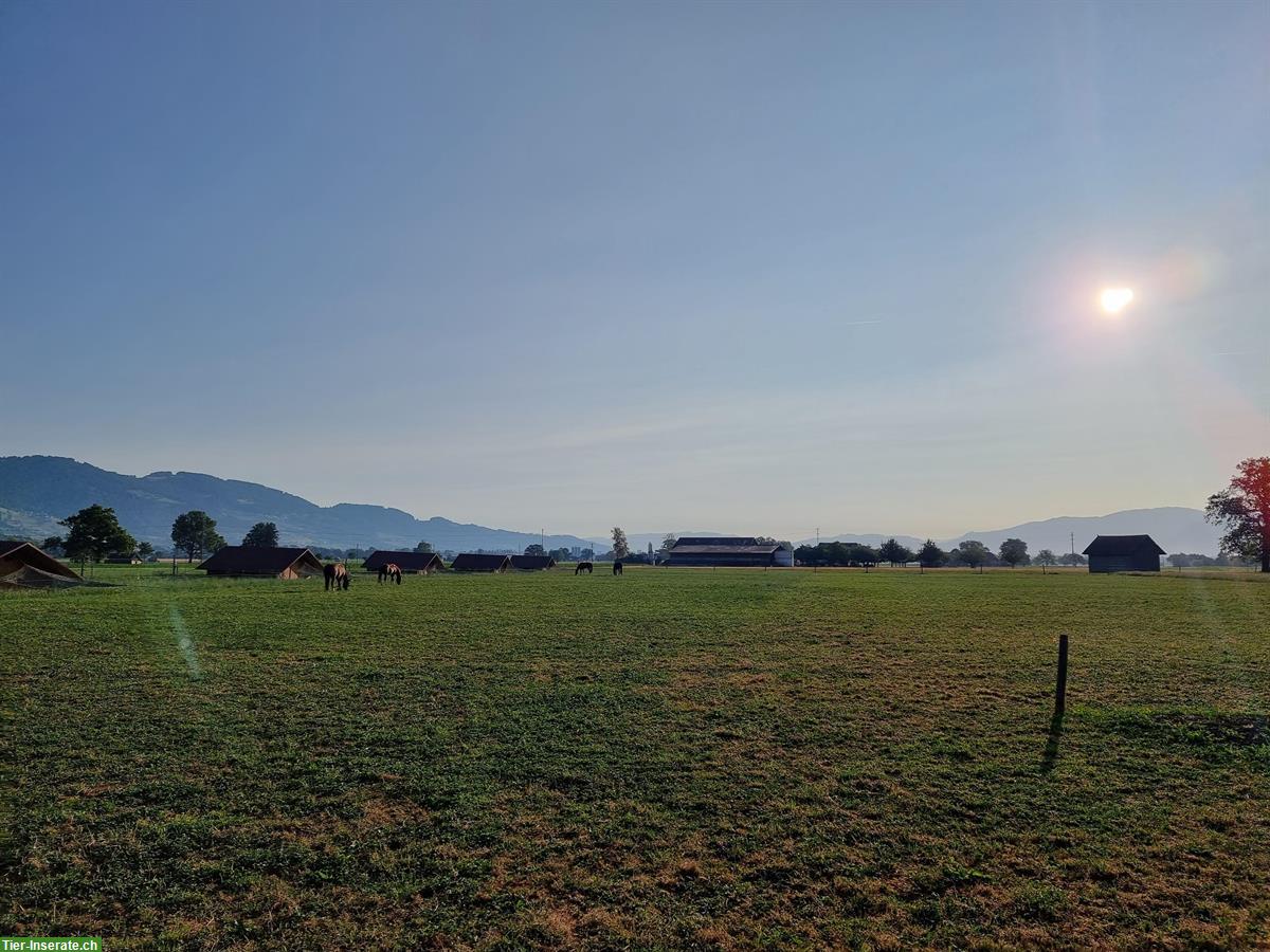 Bild 9: 2 Auslaufboxen frei in 9453 Eichberg, Rheintal SG