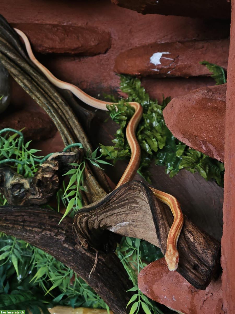 2 Kornnattern mit Terrarium / Terrarien & Zubehör