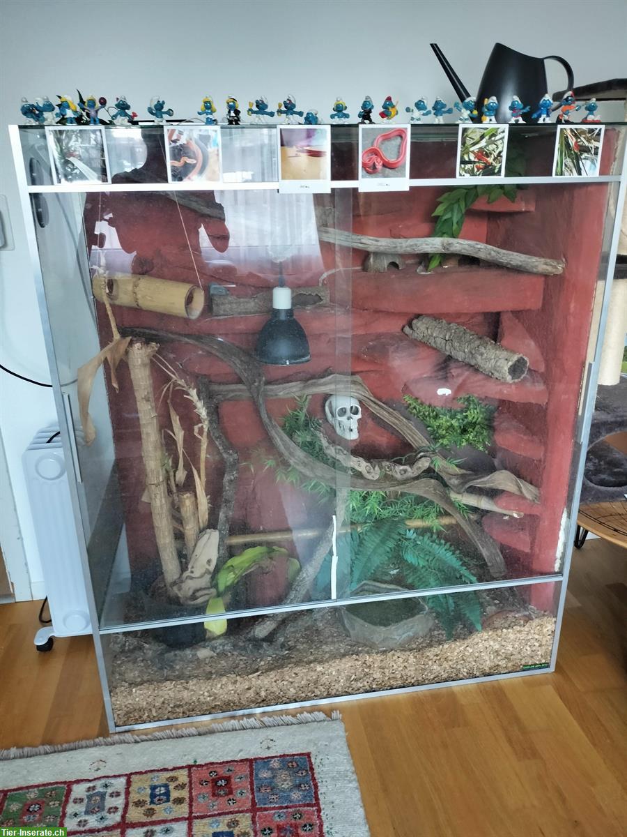 Bild 3: 2 Kornnattern mit Terrarium / Terrarien & Zubehör