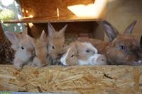 3 Löwenkopfkaninchen Brüder suchen ein Zuhause