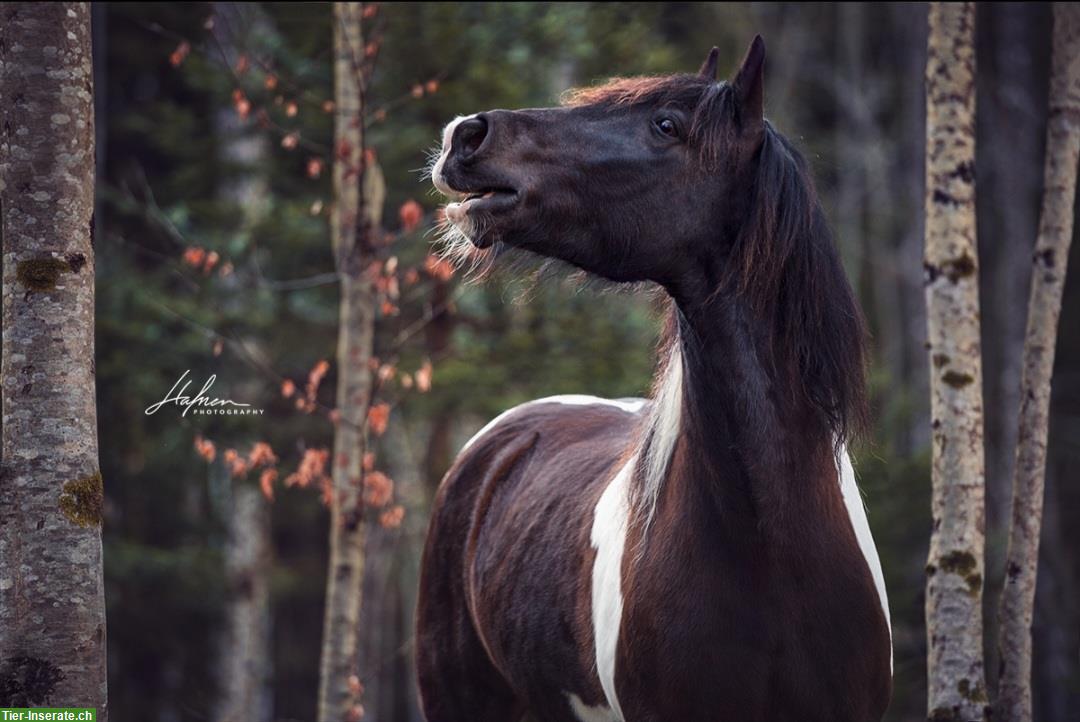 Irish Cob Wallach sucht eine Reitbeteiligung