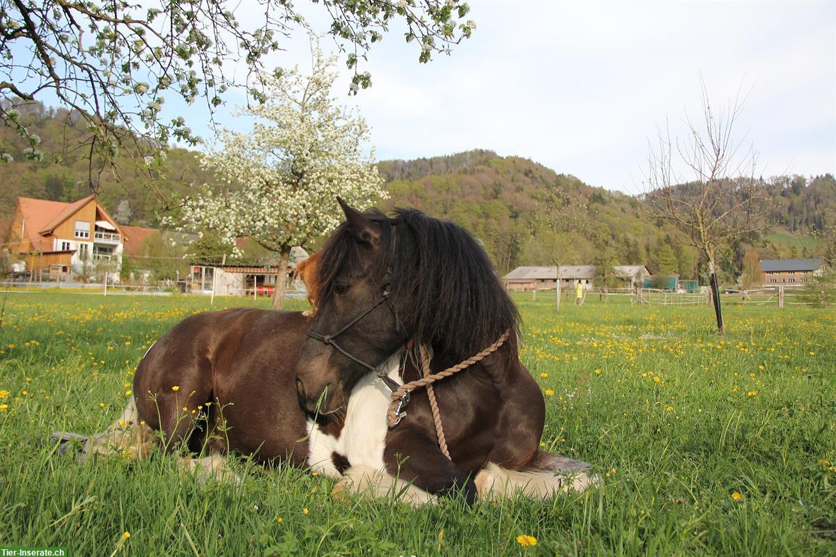 Bild 2: Irish Cob Wallach sucht eine Reitbeteiligung