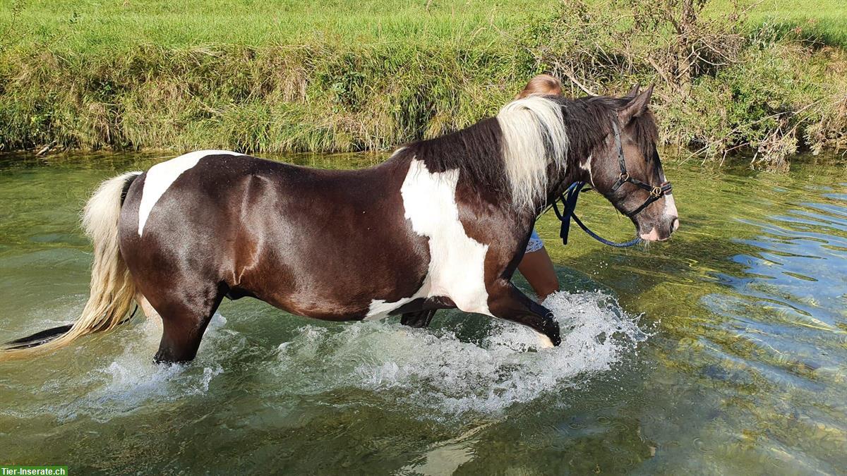 Bild 4: Irish Cob Wallach sucht eine Reitbeteiligung