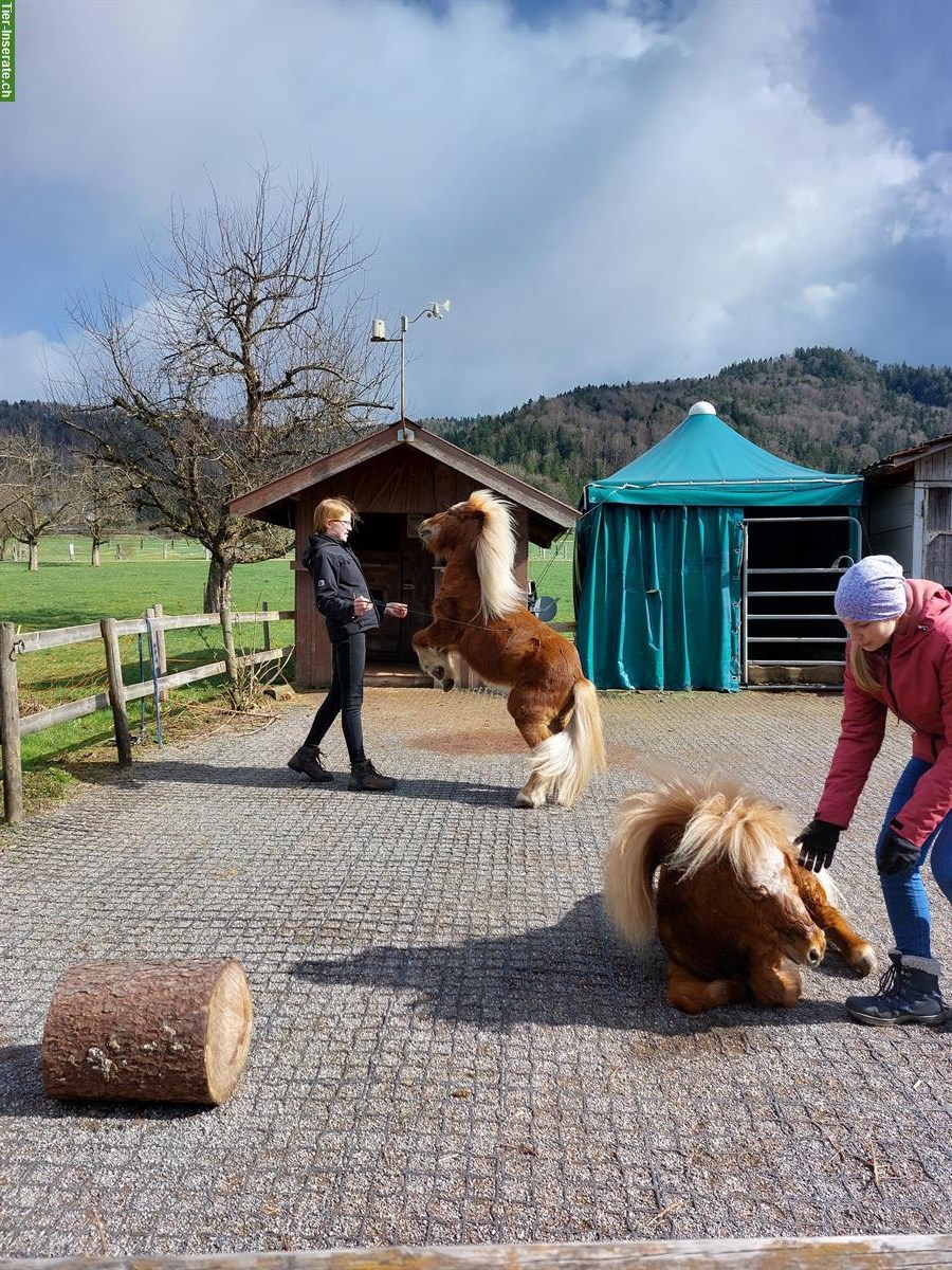 Bild 4: Mini-Shetty Wallach sucht eine Pflegebeteiligung