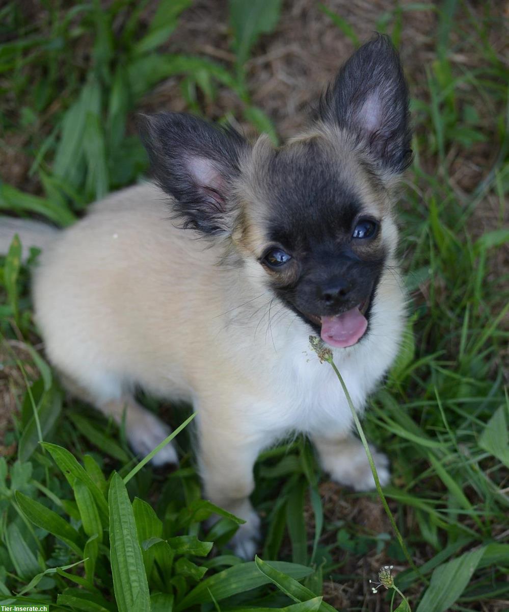 Bild 4: Chihuahua Welpen, weiblich & männlich zu verkaufen