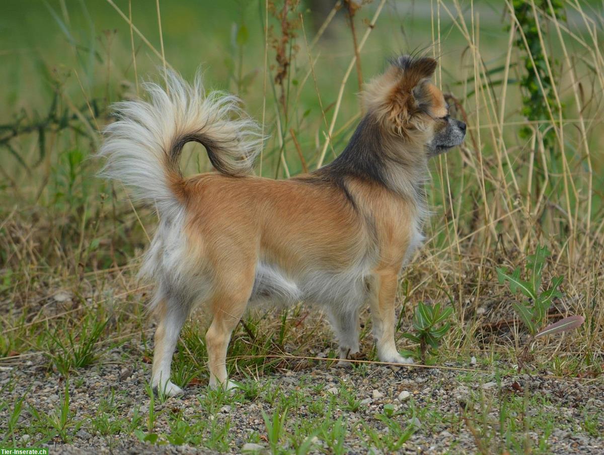 Bild 5: Chihuahua Welpen, weiblich & männlich zu verkaufen