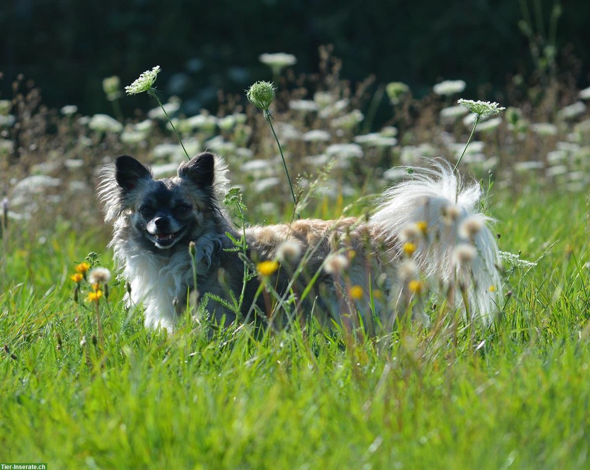 Bild 6: Chihuahua Welpen, weiblich & männlich zu verkaufen