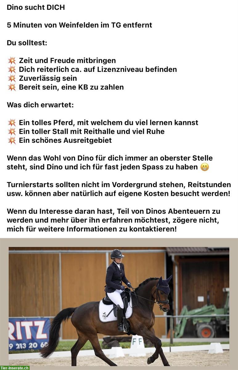 Reitbeteiligung im Thurgau: Dressurpferd sucht Dich!