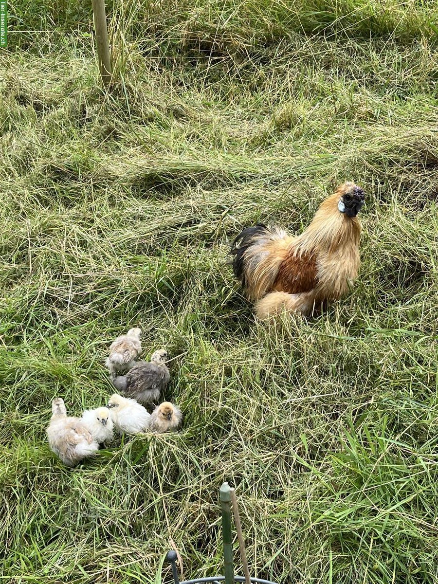 Bild 2: Schöner Zwergseidenhahn darf abgeholt werden