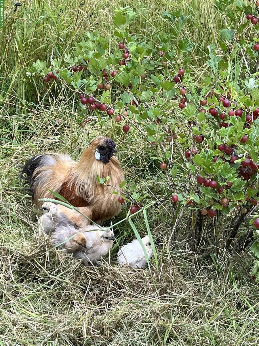 Bild 3: Schöner Zwergseidenhahn darf abgeholt werden