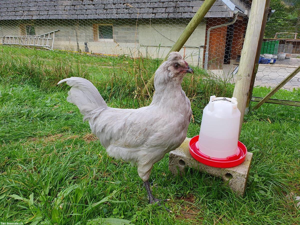 Araucana Lavender Junghahn abzugeben