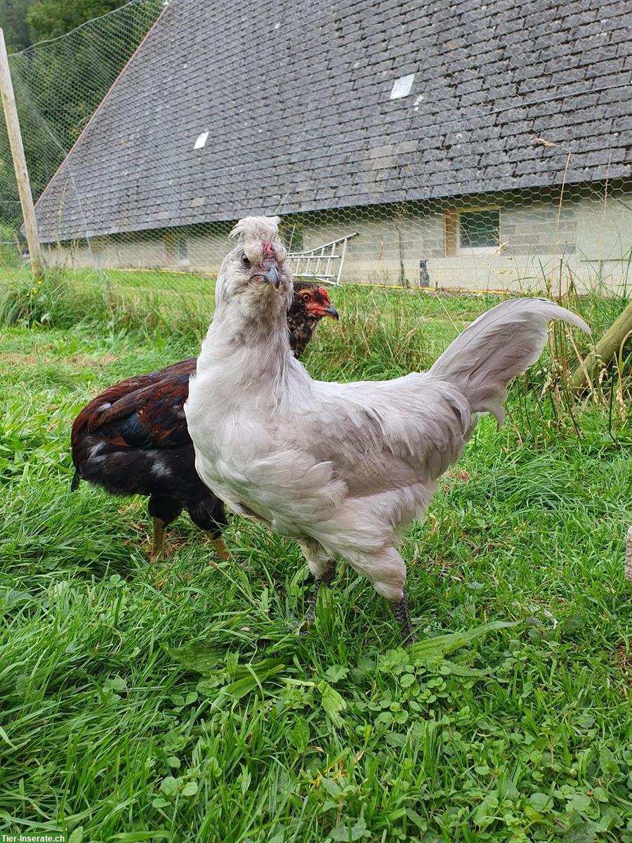 Bild 2: Araucana Lavender Junghahn abzugeben