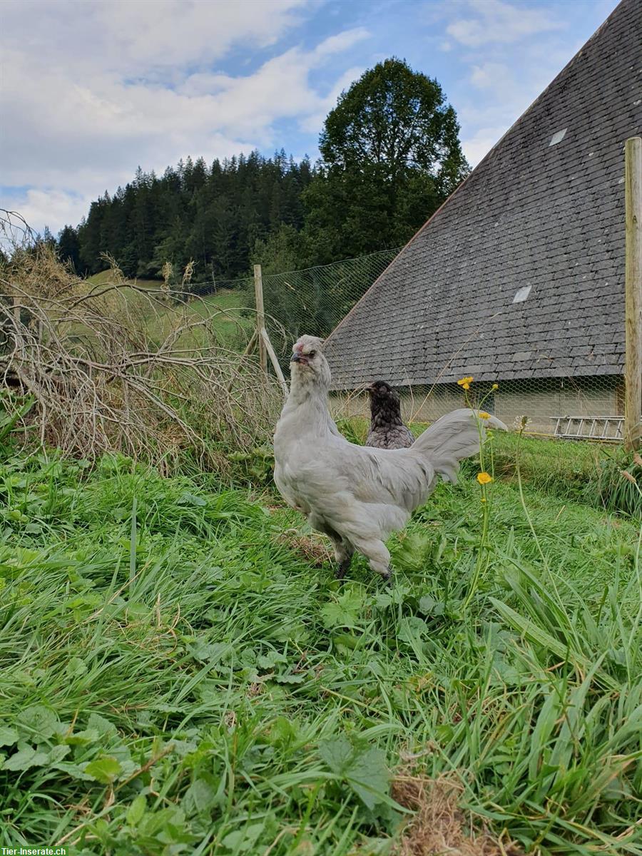 Bild 3: Araucana Lavender Junghahn abzugeben