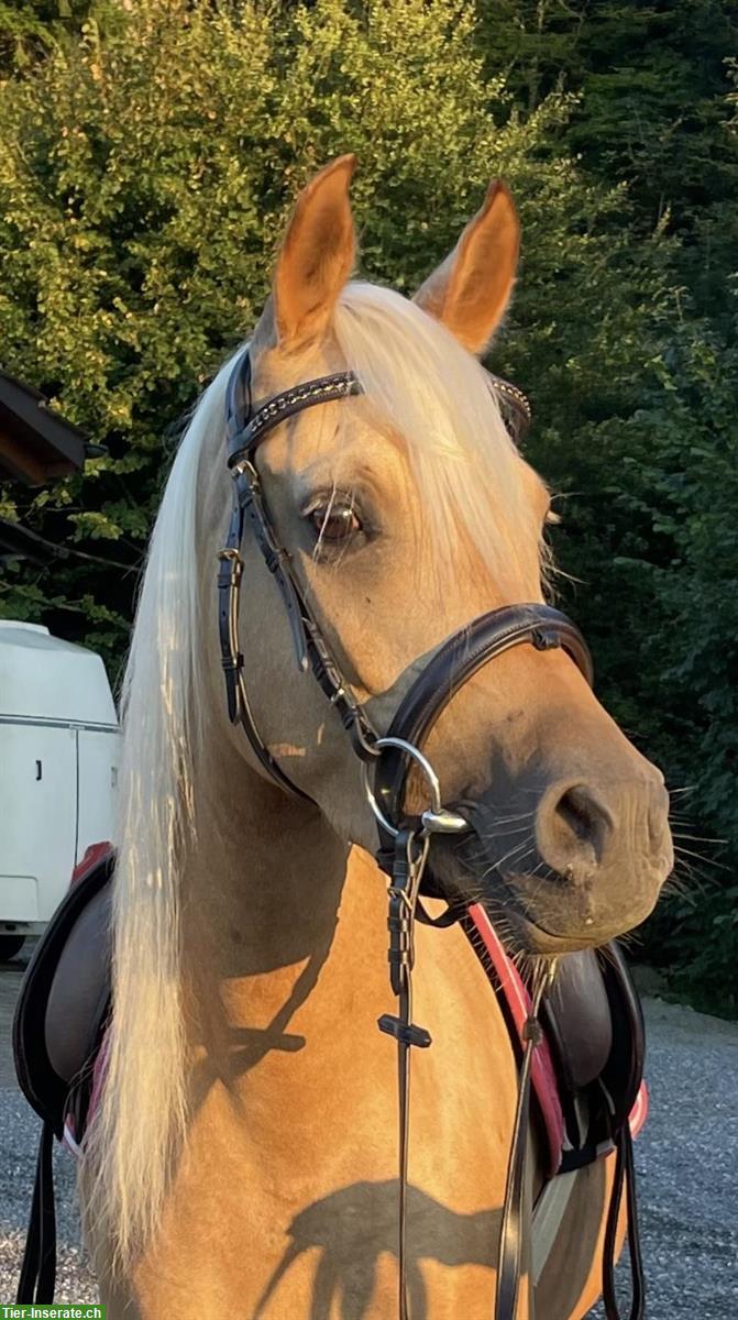 Partbred Araber Stute, 4-jährig zu verkaufen