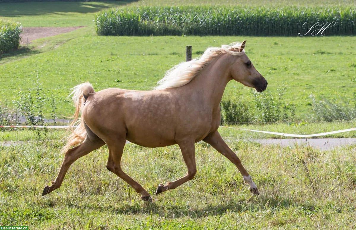 Bild 8: Partbred Araber Stute, 4-jährig zu verkaufen