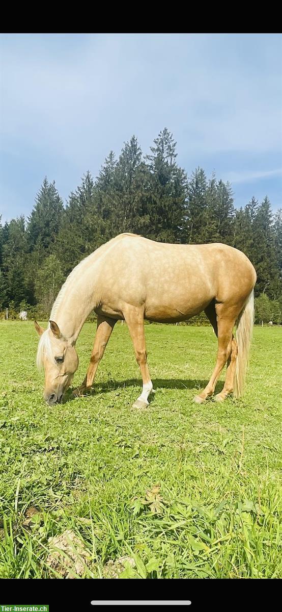 Bild 9: Partbred Araber Stute, 4-jährig zu verkaufen