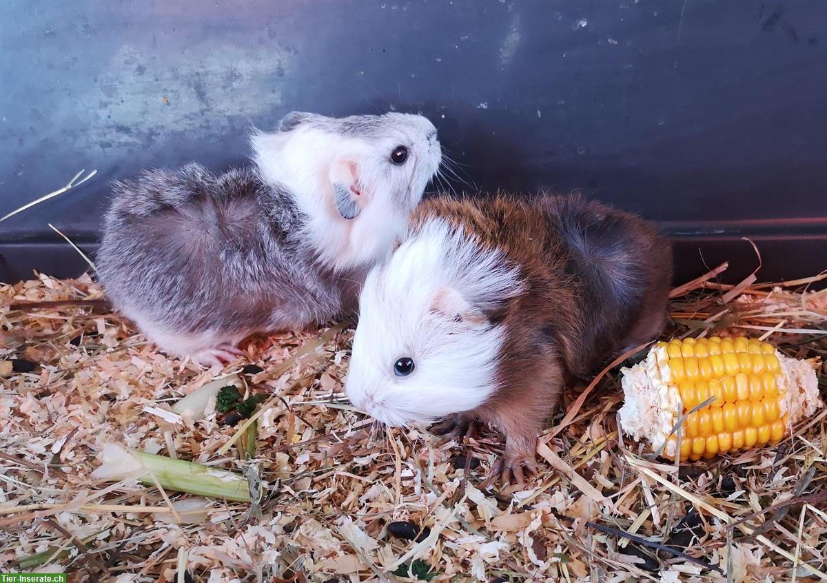 2 junge Rosetten Meerschweinchen, weiblich + männlich