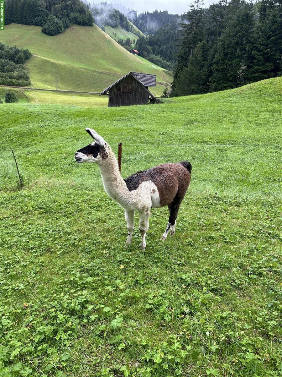 Bild 2: Lama Hengst zu verkaufen