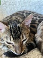 Bengal Katerchen sucht guten Lebensplatz