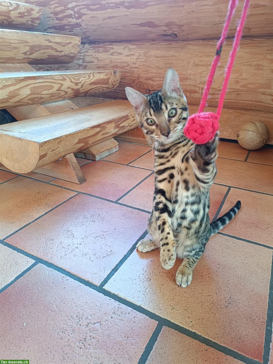 Bild 3: Bengal Katerchen sucht guten Lebensplatz