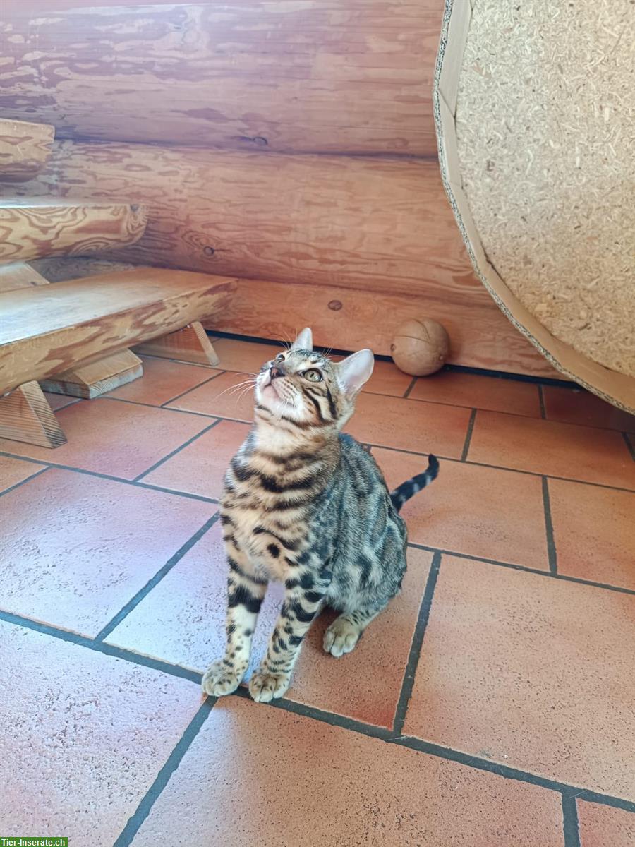 Bild 4: Bengal Katerchen sucht guten Lebensplatz