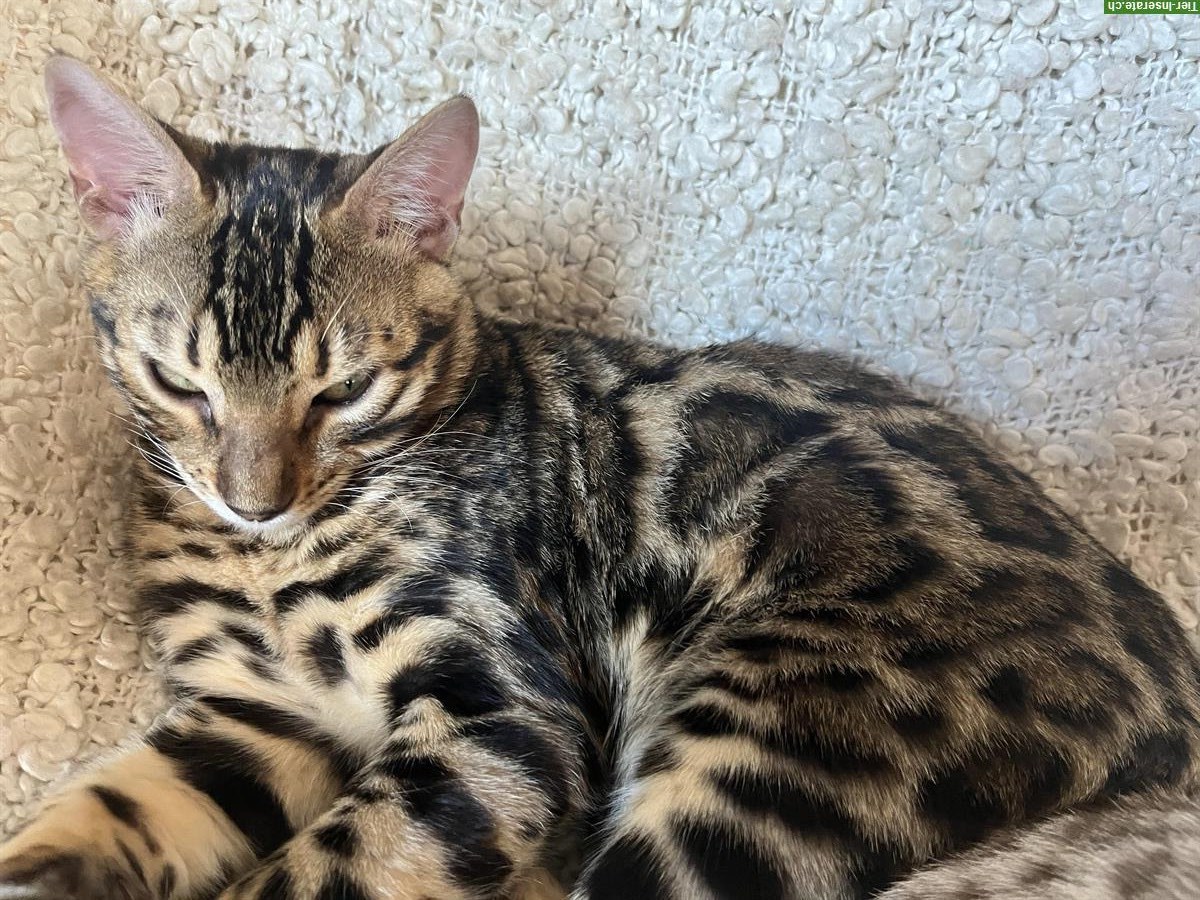 Bild 6: Bengal Katerchen sucht guten Lebensplatz