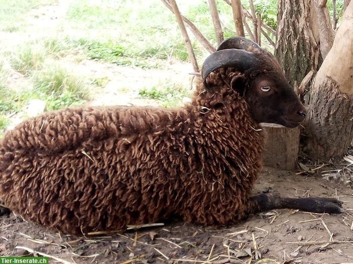 Ouessant Zwergschafböcke zu verkaufen