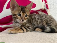 Bengal Kitten mit Stammbaum suchen ein Zuhause