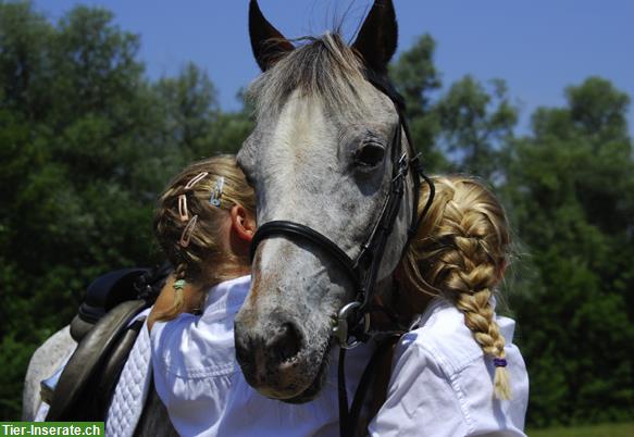 Bild 2: Pony Club Bonnie Ponies für Kinder