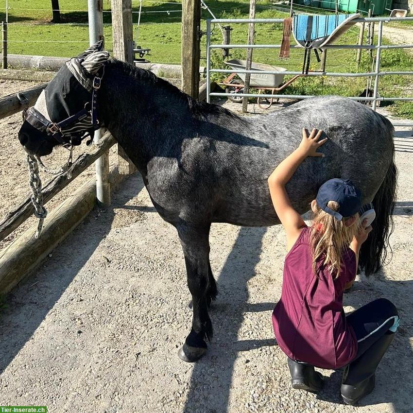 Bild 3: Pony Club Bonnie Ponies für Kinder