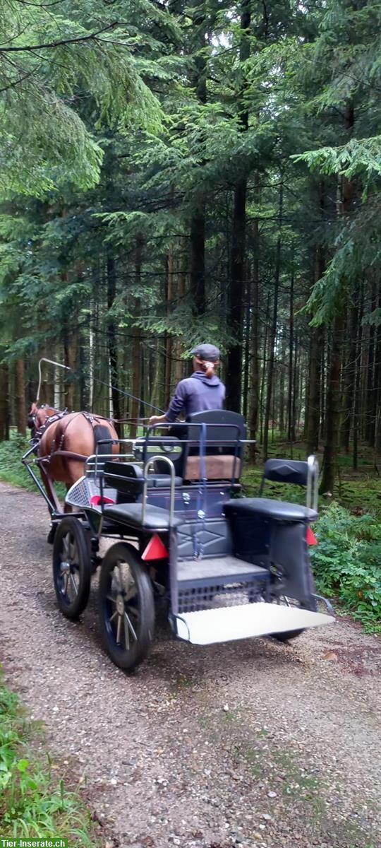 Bild 2: Schöner, leichter Trainingswagen zu verkaufen