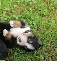 Reinrassige Berner Sennenhund Welpen