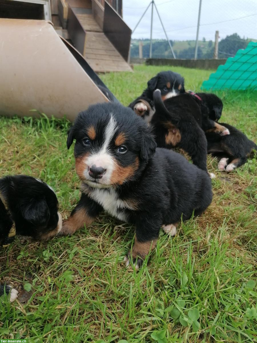 Bild 2: Reinrassige Berner Sennenhund Welpen